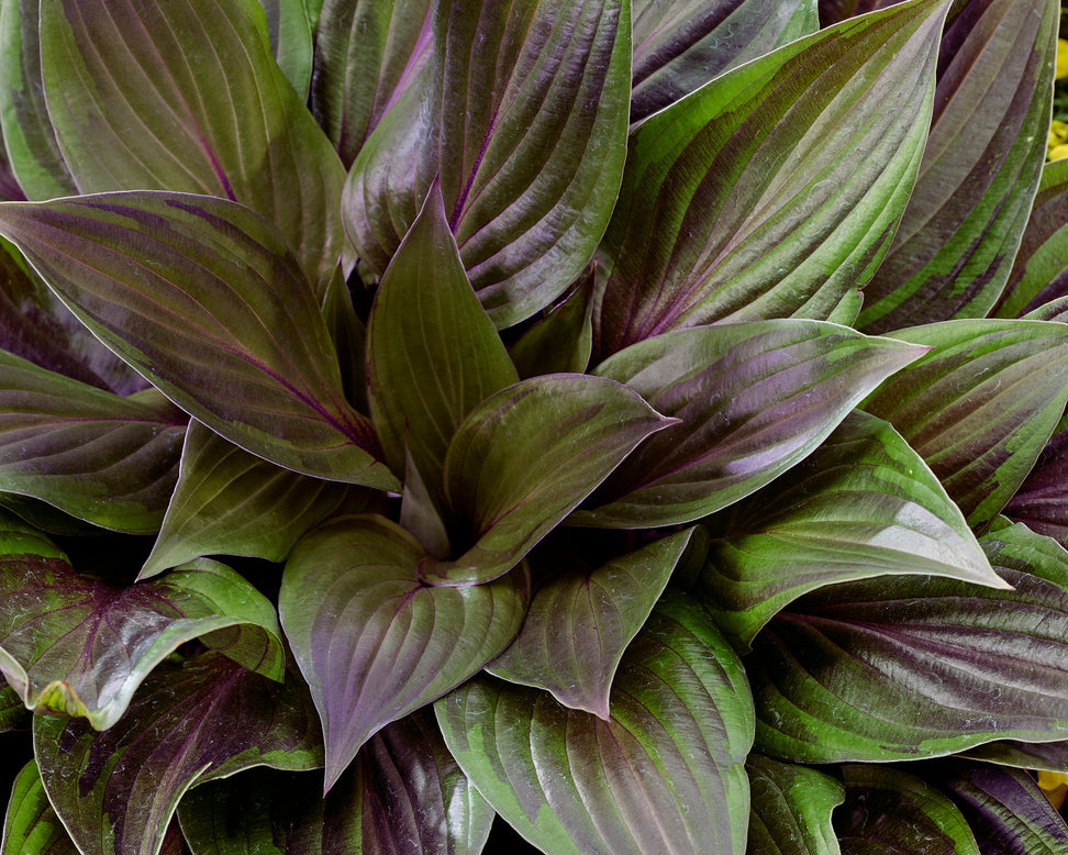 Hosta 'Red Ninja'