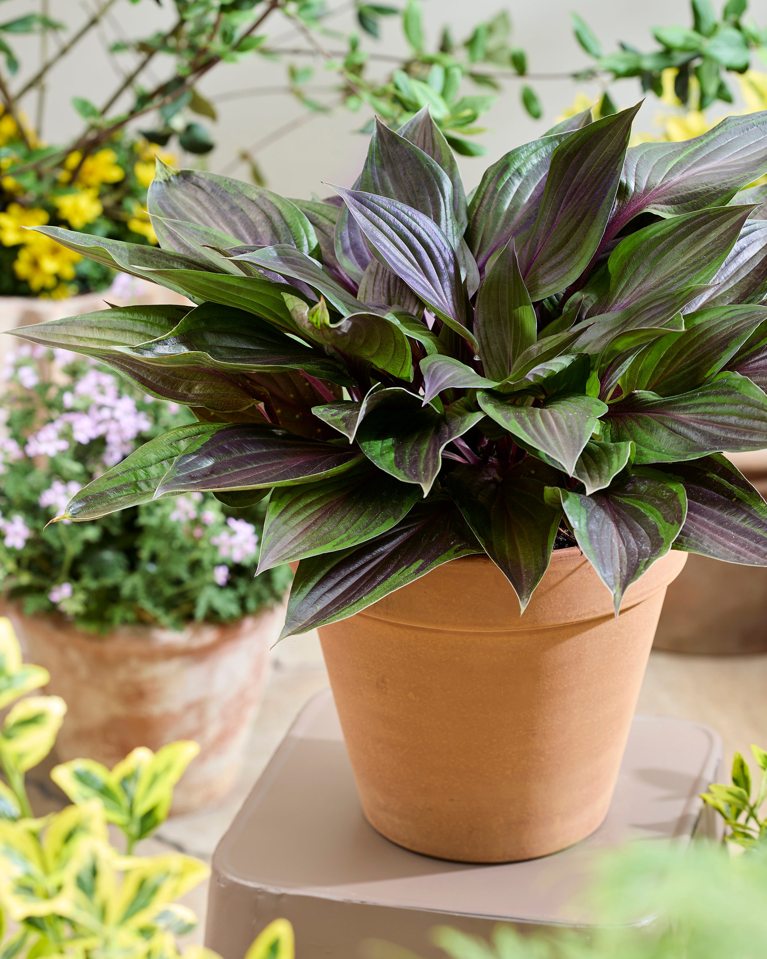 Hosta 'Red Ninja' bare roots — Buy world’s first red-leaf hosta online ...