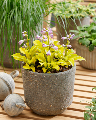Hosta 'Sun Mouse'