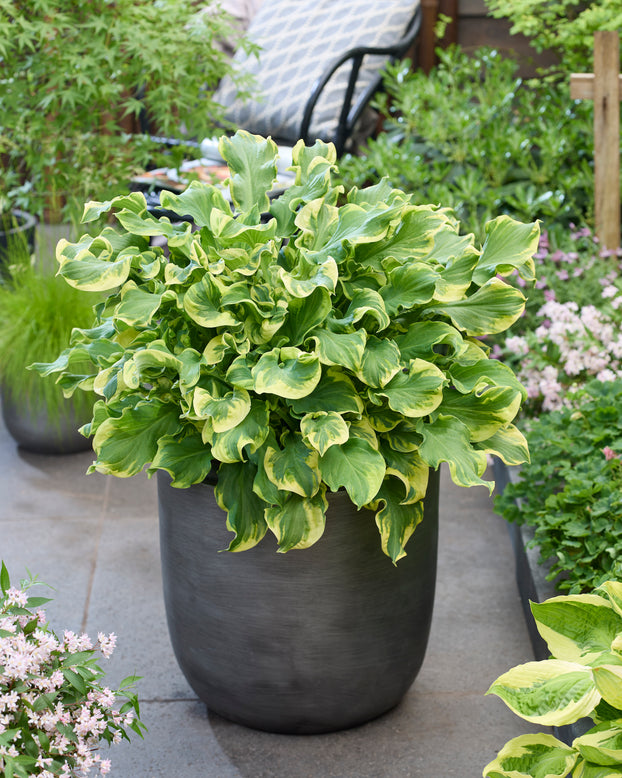 Hosta 'Wheee!'