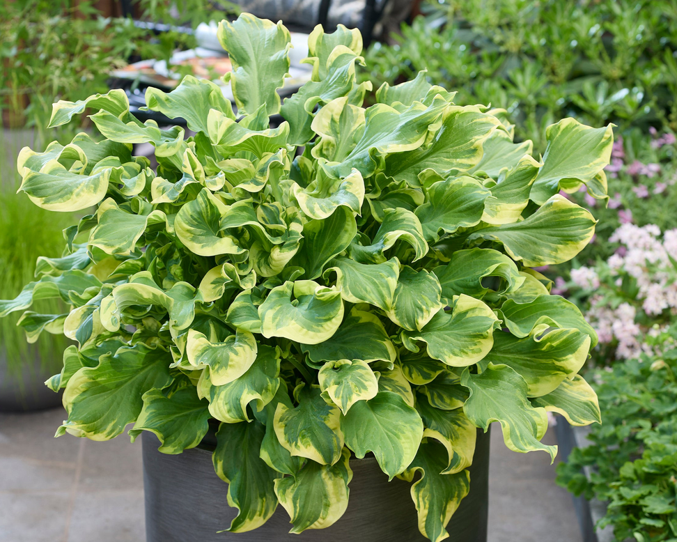 Hosta 'Wheee!'
