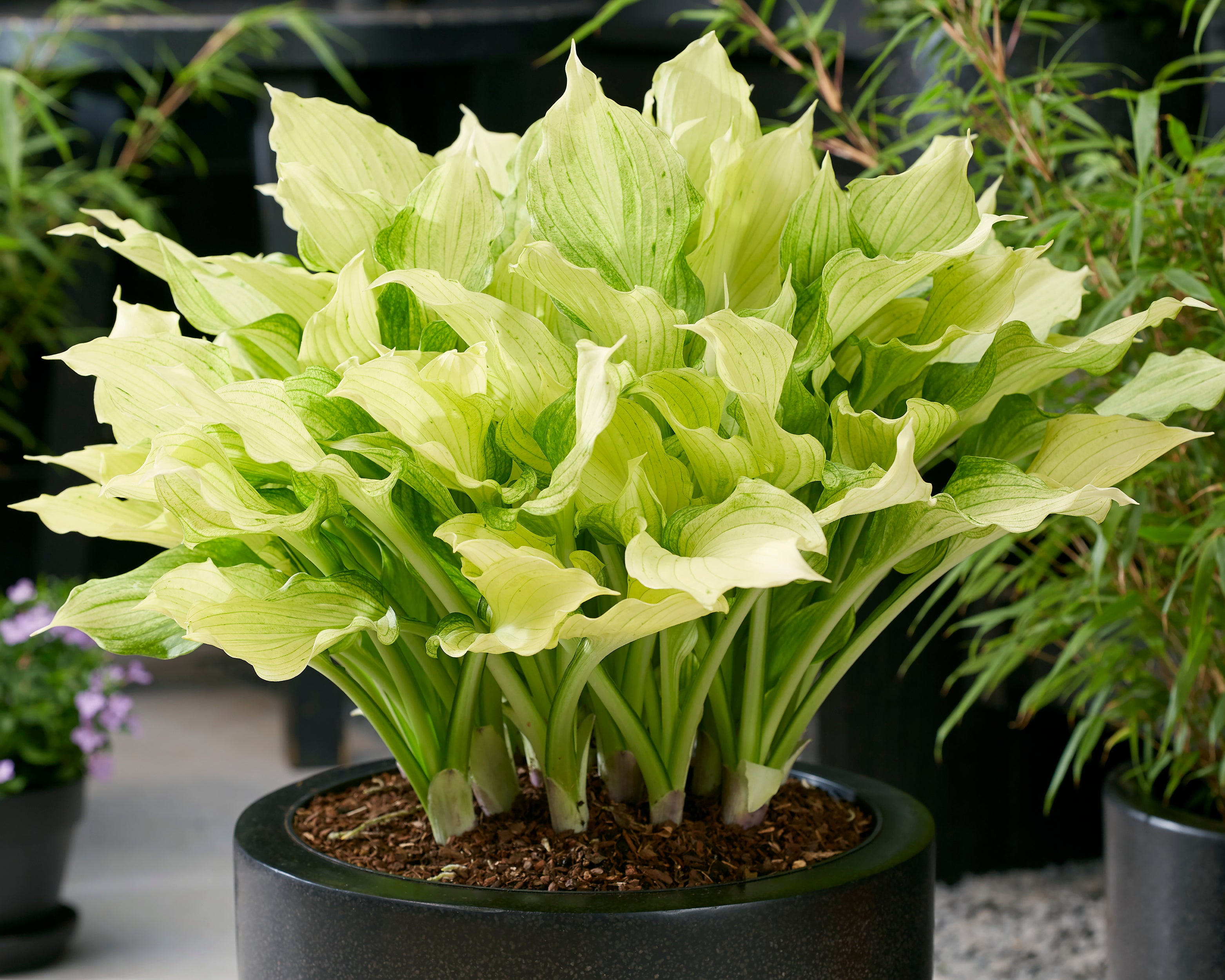 Hosta White Feather XXL Bare Roots Buy Improved White Plantain hosta-white-feather-xxl-bare-roots-buy-improved-white-plantain