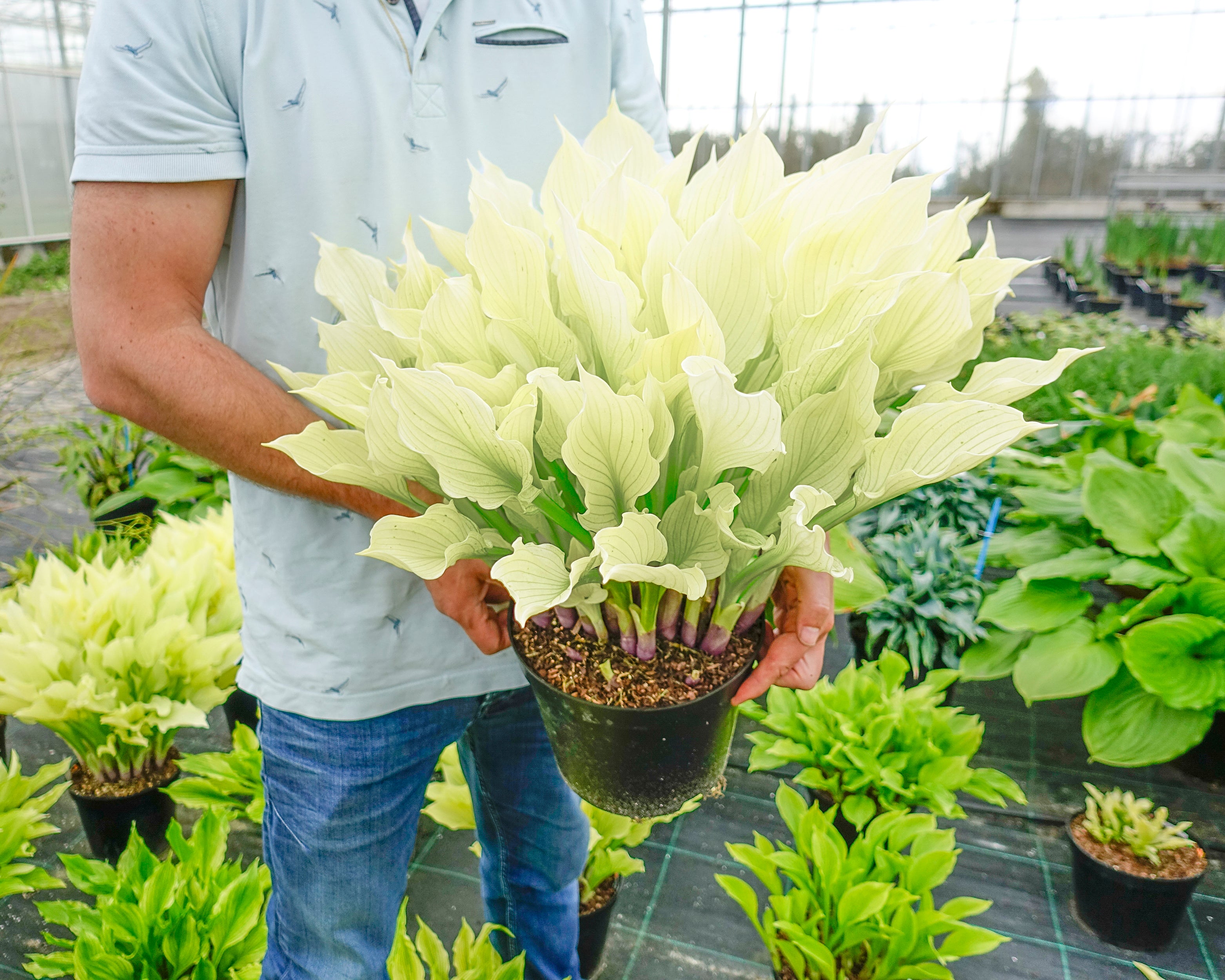 Hosta White Feather XXL Bare Roots Buy Improved White Plantain hosta-white-feather-xxl-bare-roots-buy-improved-white-plantain