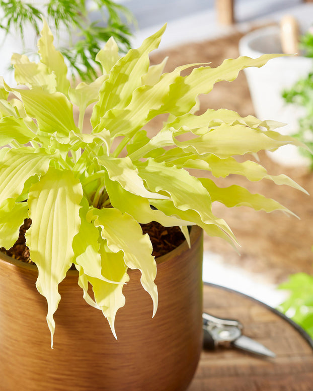 Hosta 'Wiggles and Squiggles'