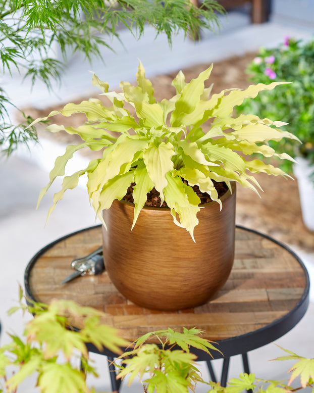 Hosta 'Wiggles and Squiggles'