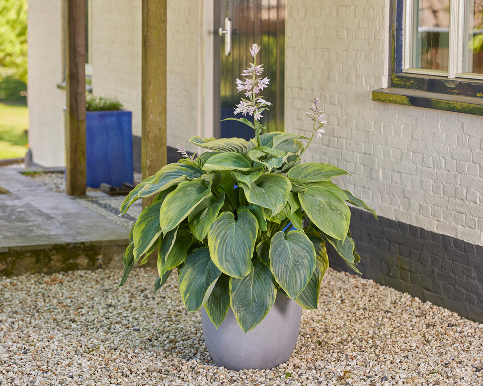 Hosta 'Wu-La-La'