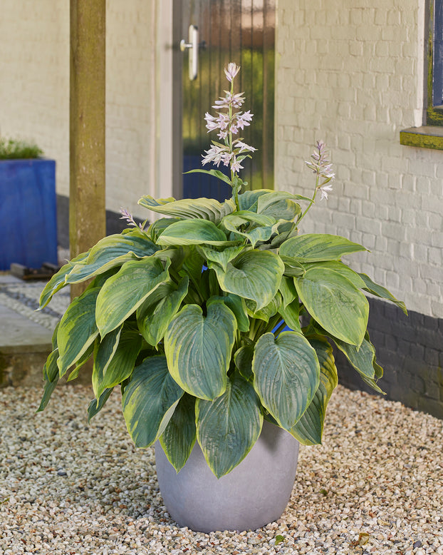 Hosta 'Wu-La-La'