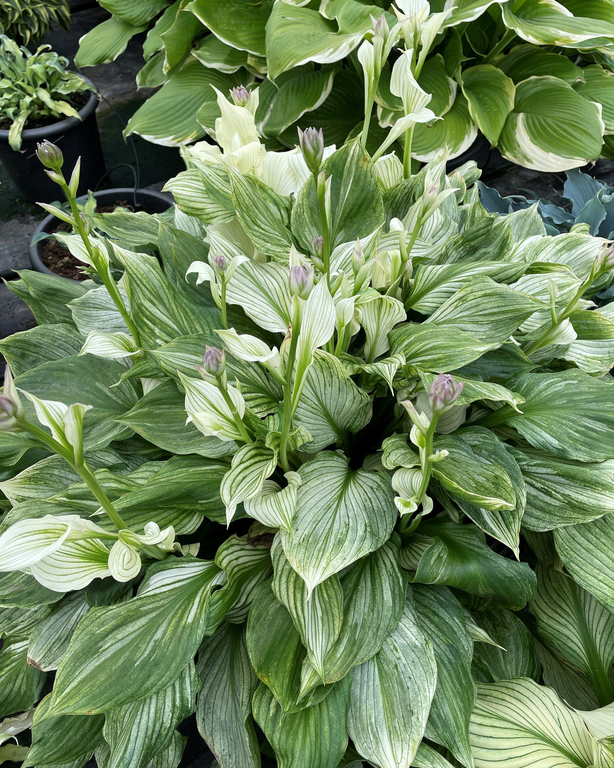 Hosta 'Zebra Stripes' bare roots — Buy striped plantain lilies online ...