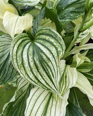 Hosta 'Zebra Stripes'