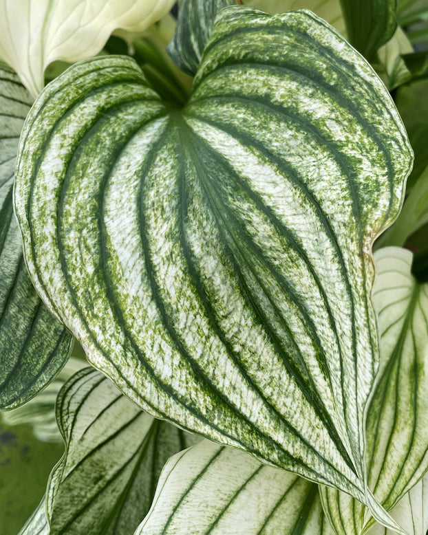 Hosta 'Zebra Stripes'