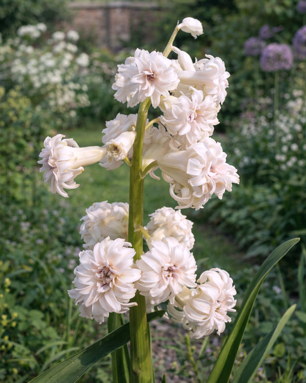 Hyacinth 'Gloria Mundi'