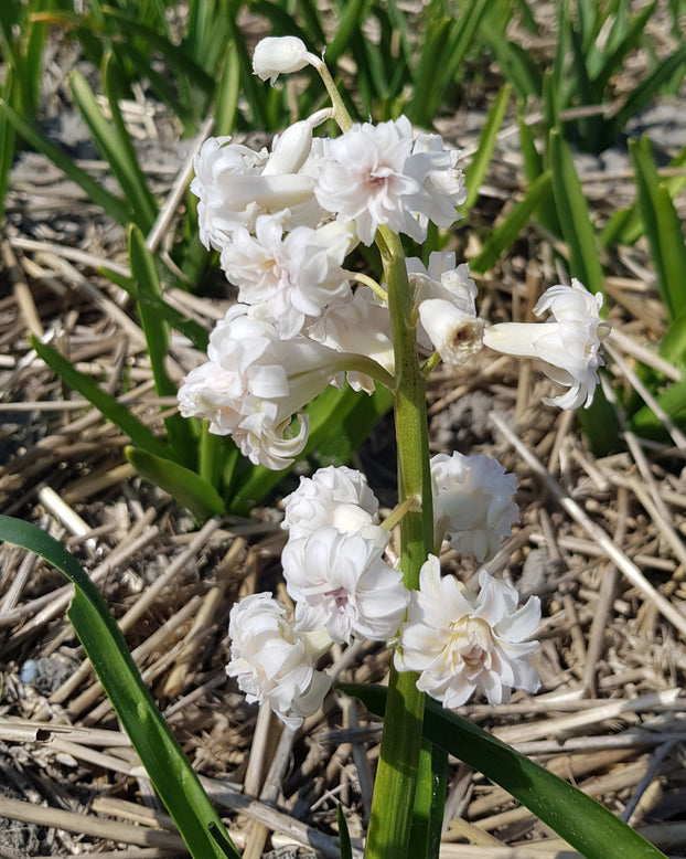 Hyacinth 'Gloria Mundi'