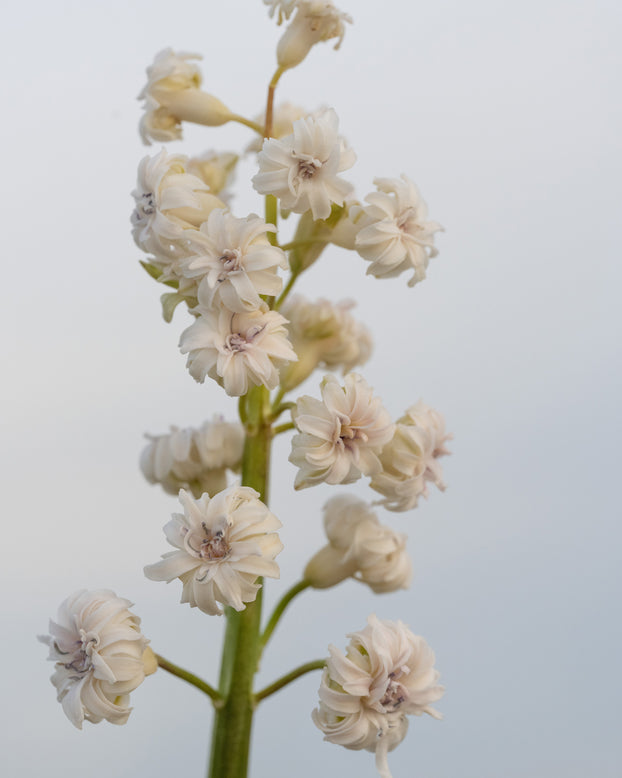 Hyacinth 'Gloria Mundi'