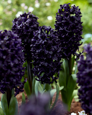 Hyacinth 'Midnight Sky'