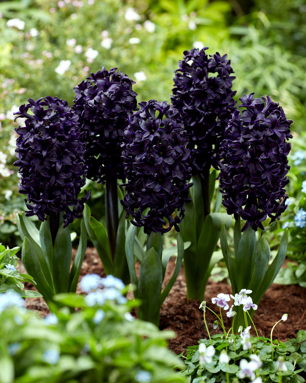 Hyacinth 'Midnight Sky' (black) bulbs — Buy nearblack hyacinths online