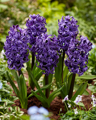 Hyacinth 'Ocean Delights'