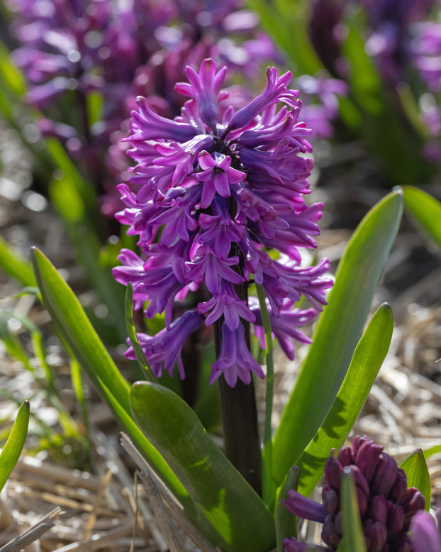 Hyacinth 'Richmond'