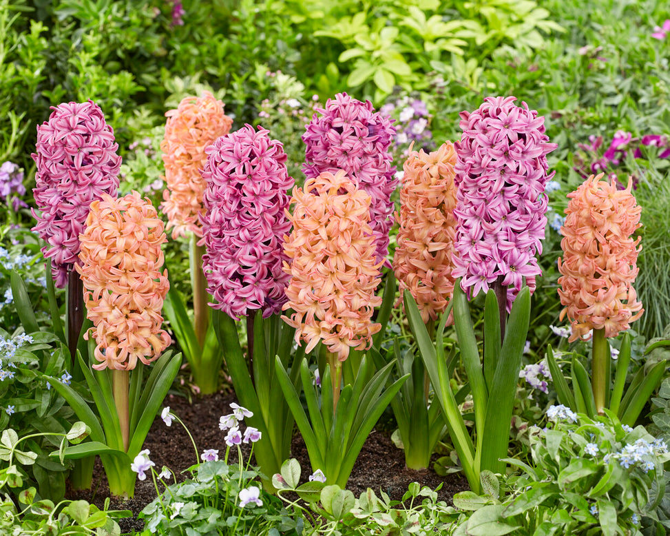 Hyacinth 'Richmond'