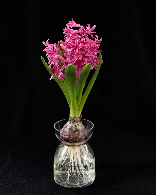 Hyacinth 'Scarlet Pearl'
