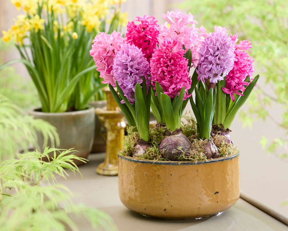 Hyacinth 'Scarlet Pearl'