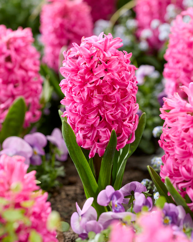 Hyacinth 'Scarlet Pearl'