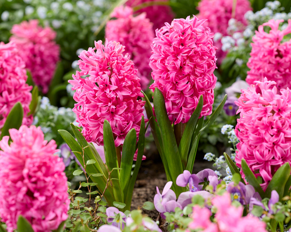 Hyacinth 'Scarlet Pearl'
