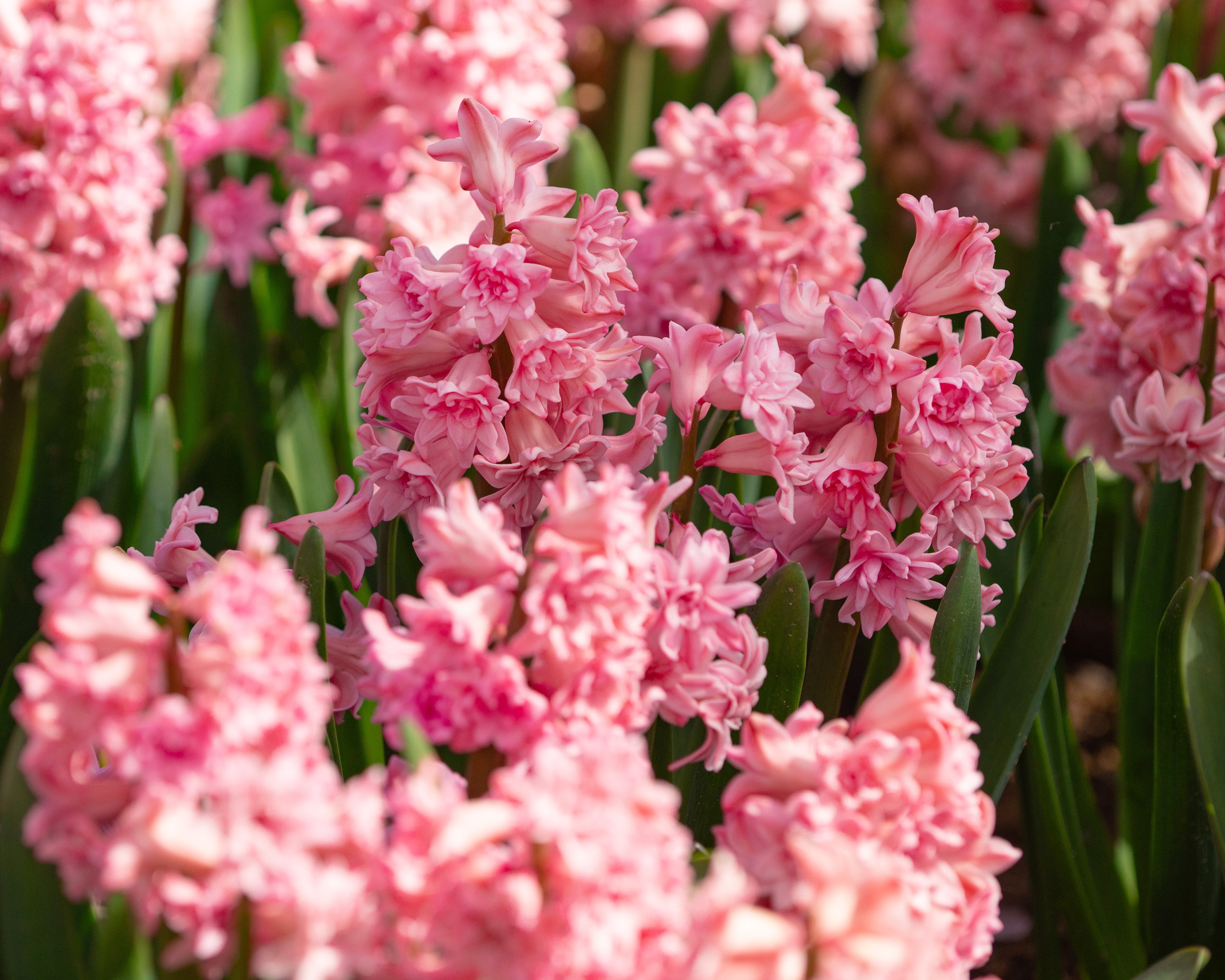 Hyacinth 'Spring Beauty' bulbs — Buy online at Farmer Gracy UK