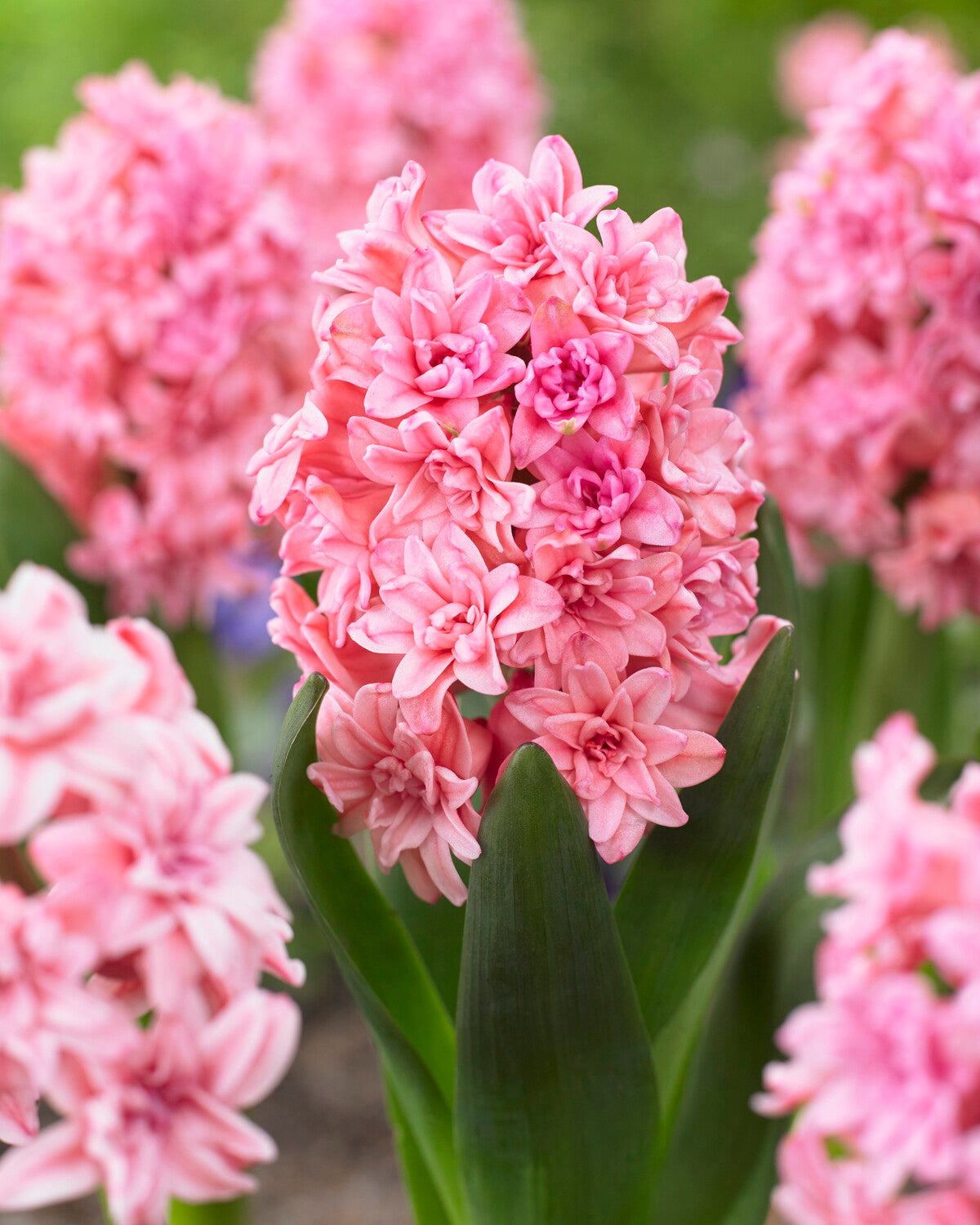 Spring Beauty Bulbs Hyacinth 'Spring Beauty' bulbs | Buy online at Farmer Gracy UK