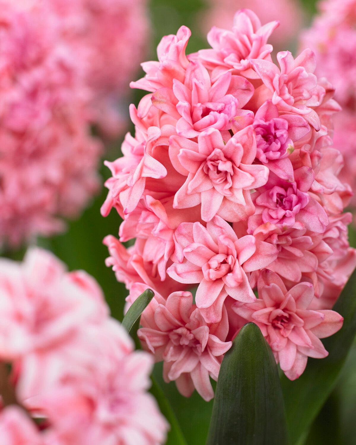 Spring Hyancithis Hyacinth 'Spring Beauty' bulbs | Buy online at Farmer Gracy UK