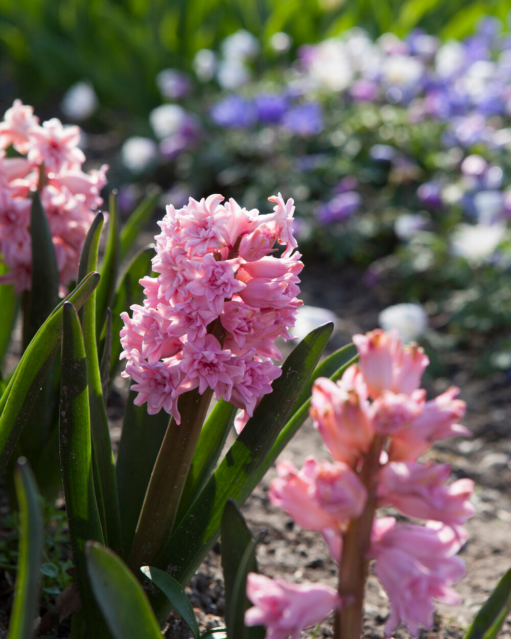Hyacinth 'Spring Beauty' bulbs — Buy online at Farmer Gracy UK
