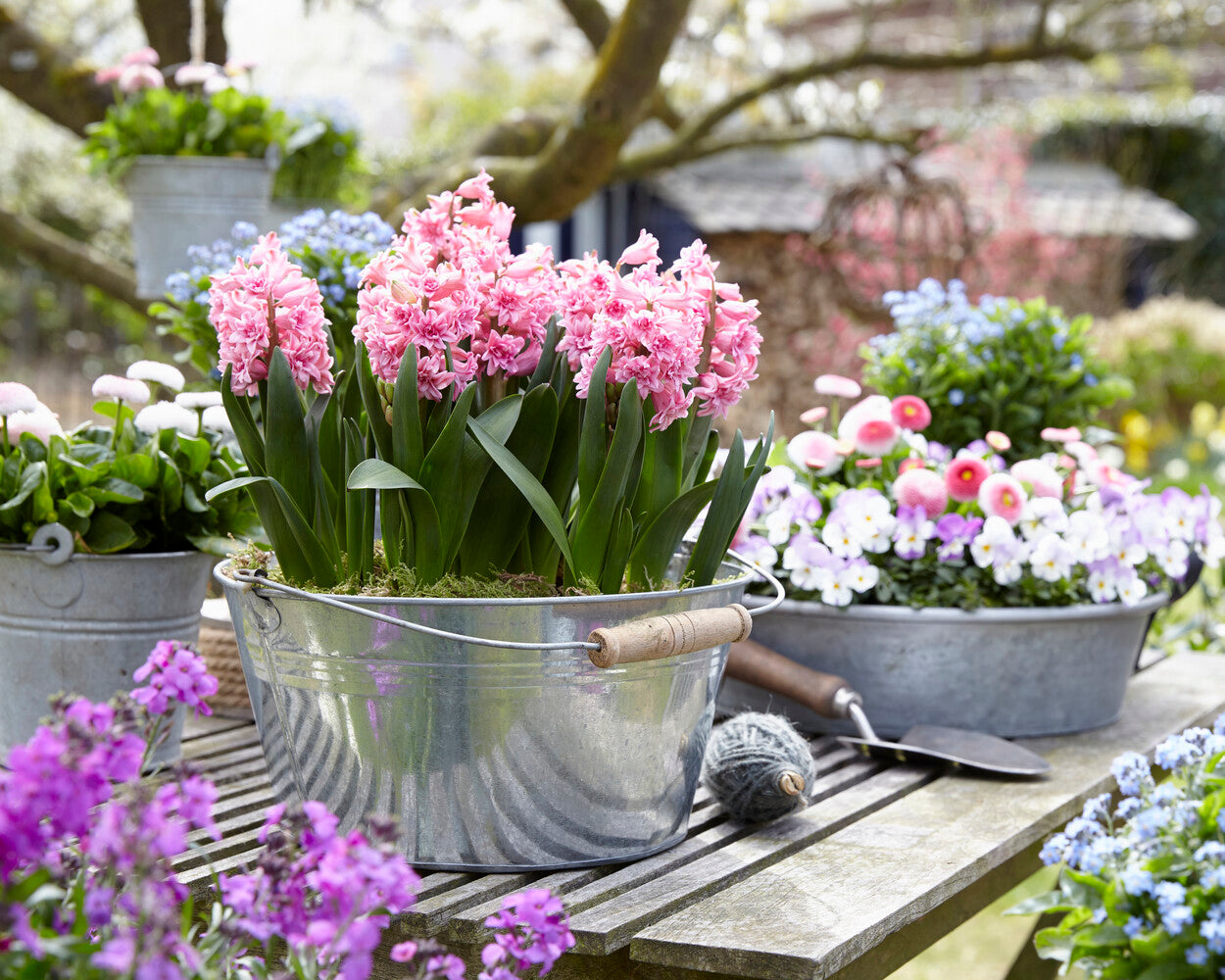 Hyacinth 'Spring Beauty' bulbs | Buy online at Farmer Gracy UK