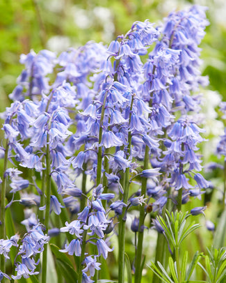 Hyacinthoides hispanica, Spanish bluebell