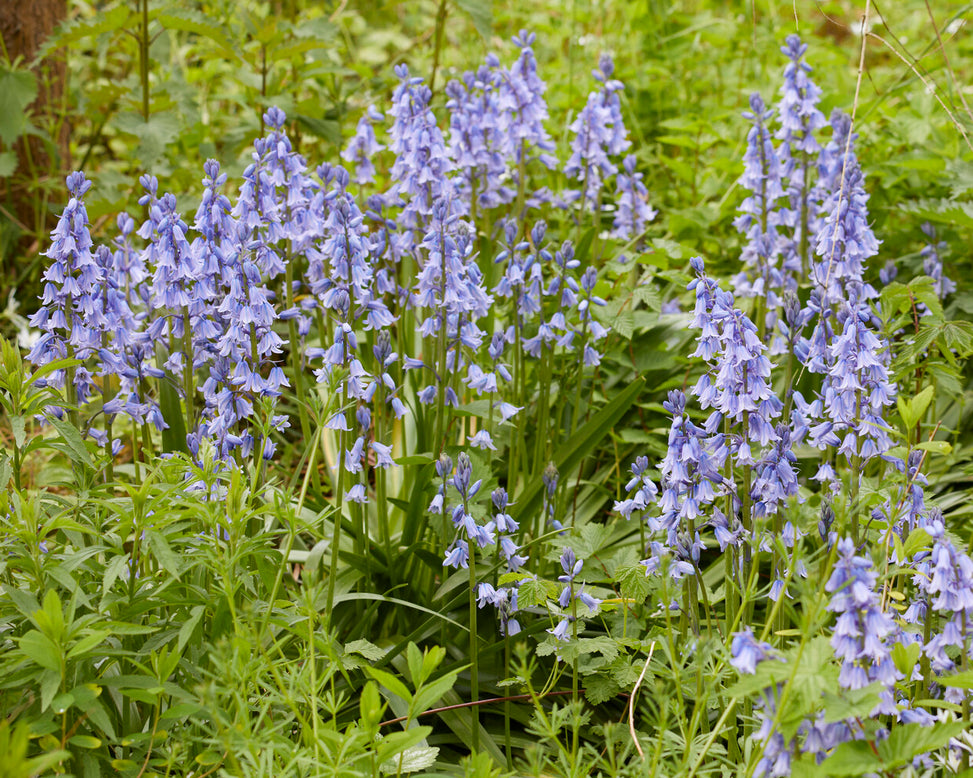 Hyacinthoides hispanica