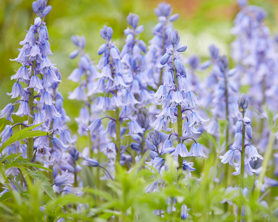 Hyacinthoides hispanica