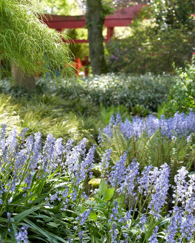 Hyacinthoides hispanica