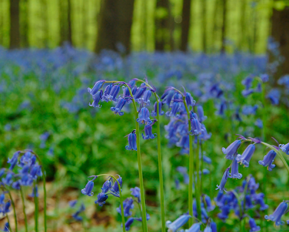 Hyacinthoides non-scripta