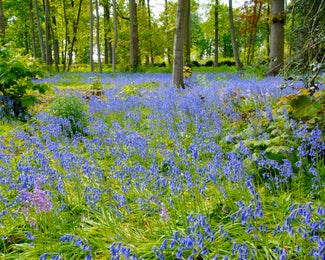 Hyacinthoides non-scripta