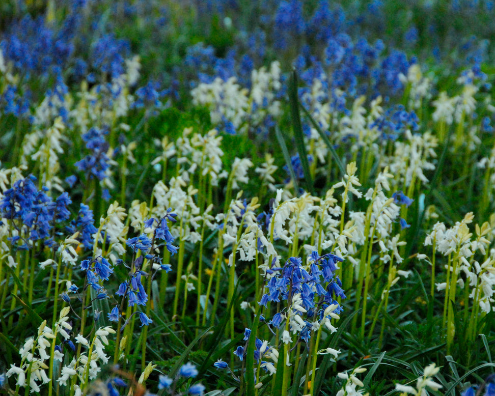 Hyacinthoides non-scripta