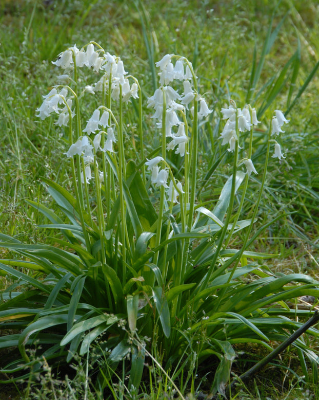Hyacinthoides non-scripta 'Alba'
