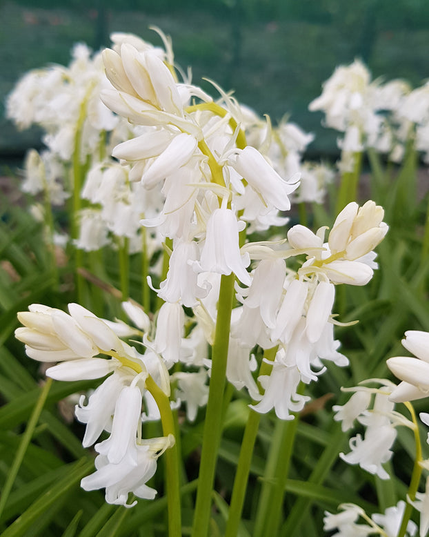 Hyacinthoides non-scripta 'Alba'