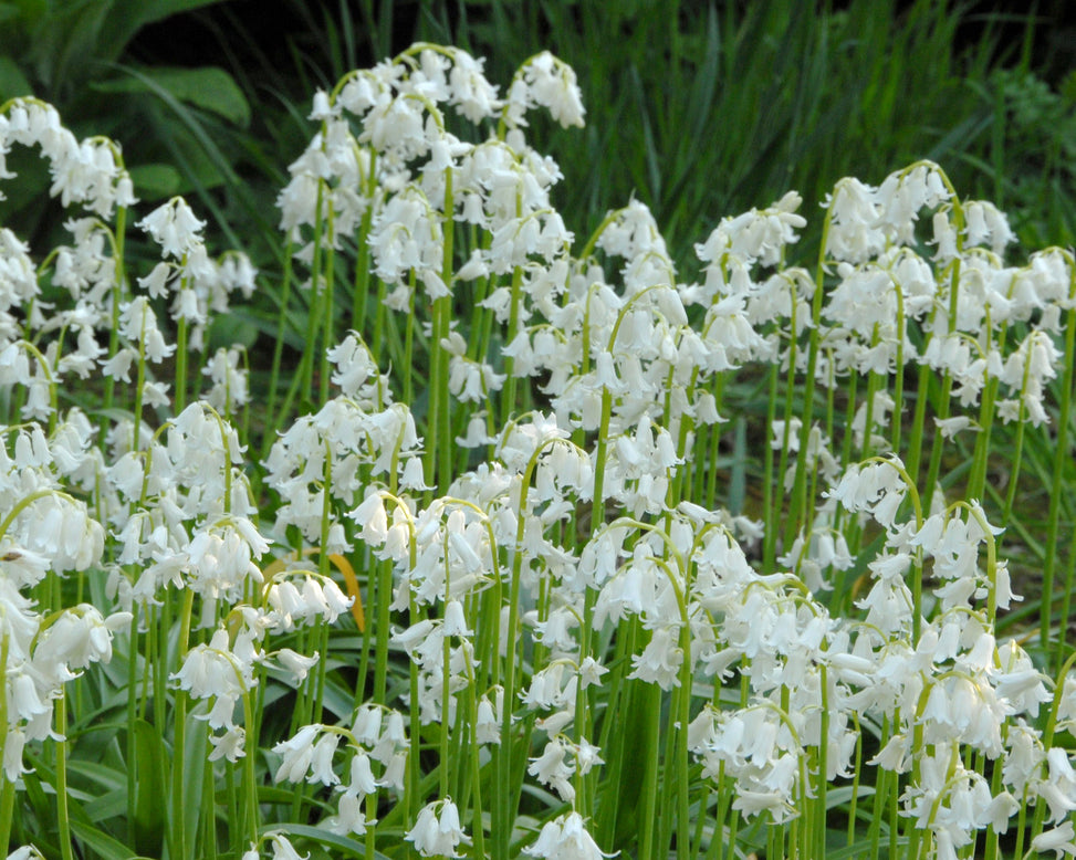 Hyacinthoides non-scripta 'Alba'