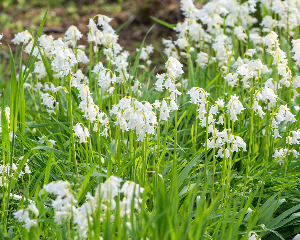 Hyacinthoides non-scripta 'Alba'