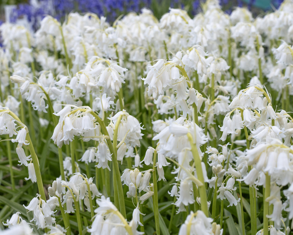 Hyacinthoides non-scripta 'Alba'