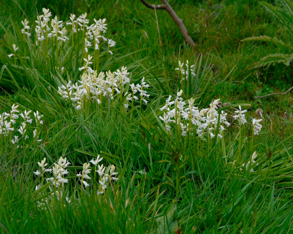 Hyacinthoides non-scripta 'Alba'