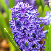 Hyacinths