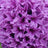 Hyacinths