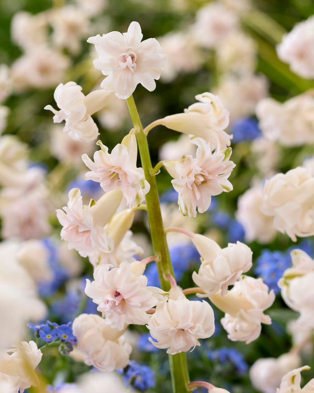 Hyacinth 'Gloria Mundi'