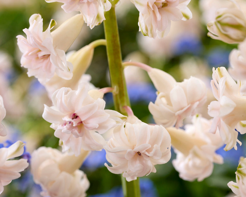 Hyacinth 'Gloria Mundi'