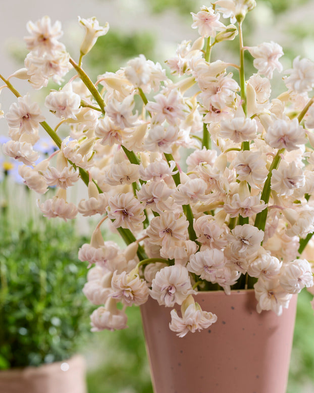 Hyacinth 'Gloria Mundi'