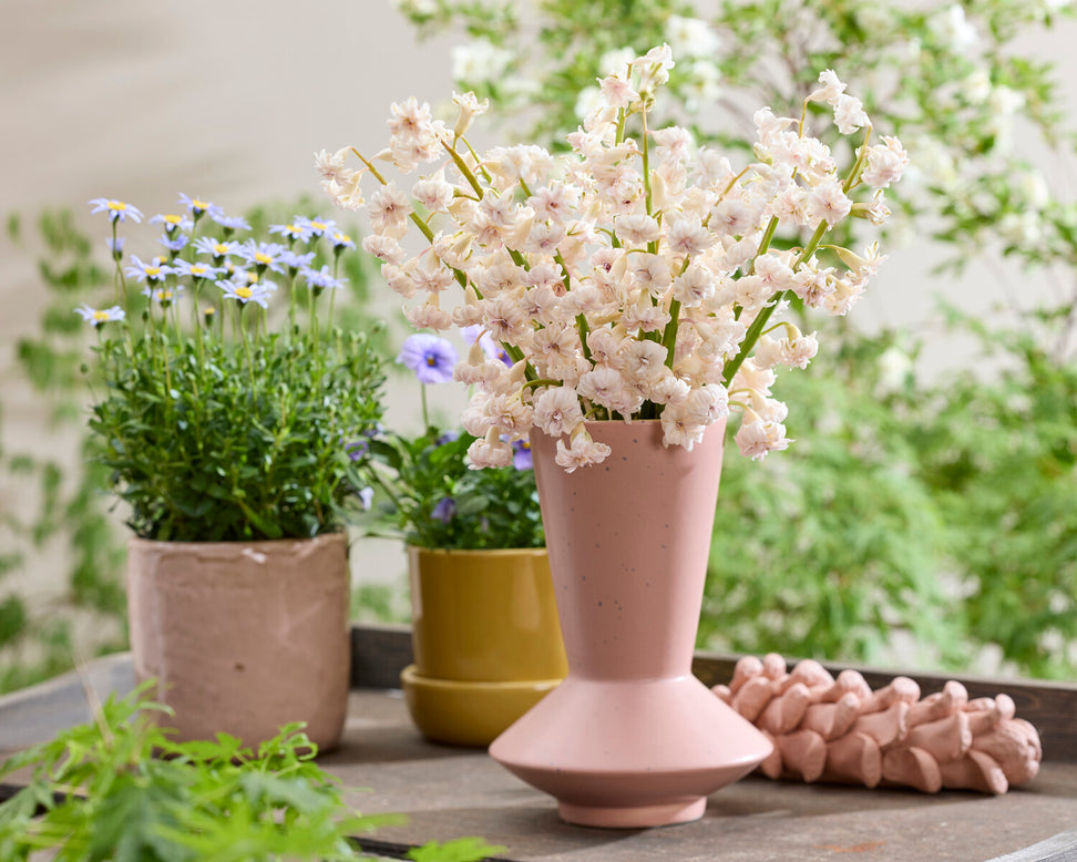 Hyacinth 'Gloria Mundi'